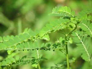 Chuyên cung cấp hạt giống,cây giống diệp hạ châu, diệp hạ châu chuẩn giống