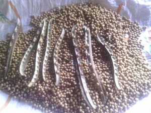 Mua bán hạt đậu rồng