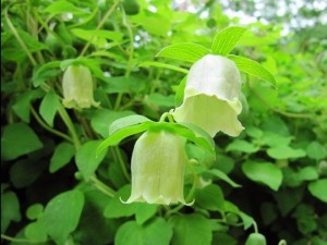 Chuyên cung cấp giống cây đẳng sâm,thượng đẳng nhân sâm, cây giống đẳng nhân sâm chất lượng cao