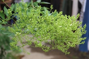 Chuyên cung cấp giống cây hoa hòe,các sản phẩm từ hoa hòe,giống cây hoa hòe chất lượng