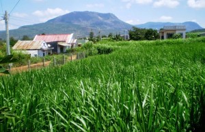 Chuyên cung cấp giống cỏ Varisme, cỏ VA06