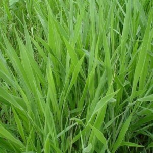 Chuyên cung cấp giống cỏ Varisme, cỏ VA06