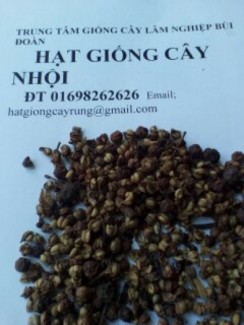 hạt giống cây nhội