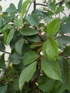 cây và lá cây nhội