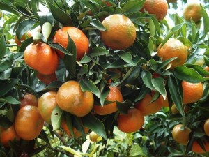 Chuyên cung cấp các loại giống cây quýt đường Thái Lan, cam kết chuẩn giống, giao cây toàn quốc