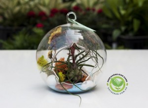 Terrarium cây kk Nhân Sâm