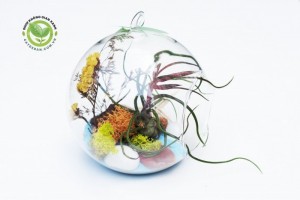 Terrarium cây kk Nhân Sâm