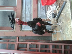 Gà đòn con .gà tơ .gà chiến