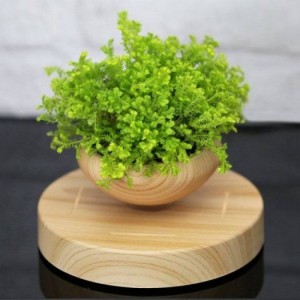 Chậu cây bay air bonsai