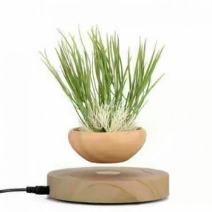 Chậu cây bay air bonsai