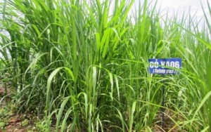 Chuyên cung cấp giống cỏ VA06.