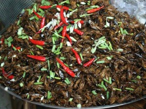 Bán dế giống và dế thịt