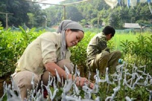 Chuyên cung cấp dây nilon ghép cây tự hủy,băng ghép cây,dây ghép cây,nilon ghép cây