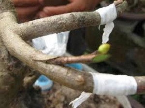 Chuyên cung cấp dây nilon ghép cây tự hủy,băng ghép cây,dây ghép cây,nilon ghép cây