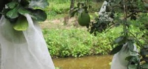 Chuyên cung cấp bao bọc trái cây,vỏ bao trái cây,vỏ bọc trái cây,bao bọc quả,màng bọc quả