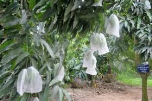 Chuyên cung cấp bao bọc trái cây,vỏ bao trái cây,vỏ bọc trái cây,bao bọc quả,màng bọc quả