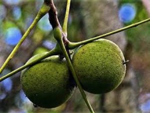 Chuyên cung cấp giống cây óc chó,cây bồ đào, cây óc chó,óc chó, cây óc chó chuẩn giống