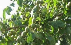Chuyên cung cấp giống cây óc chó,cây bồ đào, cây óc chó,óc chó, cây óc chó chuẩn giống