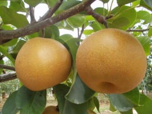 Chuyên cung cấp giống cây lê vàng nhập khẩu,lê vàng nhập khẩu, giống lê vàng