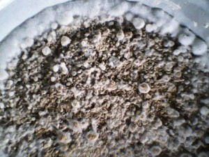 Chuyên cung cấp thuốc trừ nấm trichoderma, chế phẩm sinh học trichoderma,trichoderma