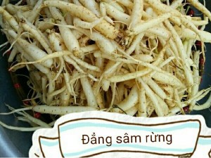 Đẳng sâm rừng