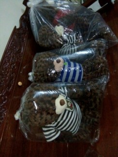 Gấu teddy 1 m, 1m6 lông xoan mềm mịn