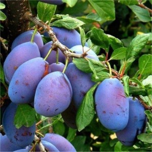 Chuyên cung cấp cây giống mận đường, giống mận nhập khẩu, mận đường,mận ngọt, mận