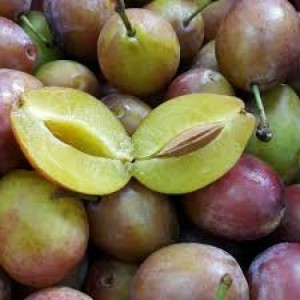 Chuyên cung cấp cây giống mận đường, giống mận nhập khẩu, mận đường,mận ngọt, mận