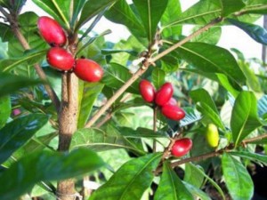 Chuyên cung cấp giống cây thần kỳ, cây thần kỳ, thần kỳ, giống cây thần kỳ chất lượng cao