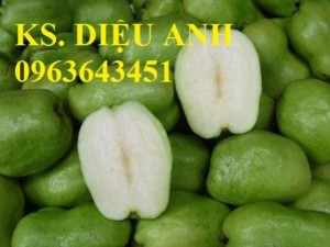 Bán cây giống ổi: ổi nữ hoàng, ổi tím, ổi không hạt, ổi đông dư, ổi lê ngọt