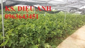 Bán cây giống ổi: ổi nữ hoàng, ổi tím, ổi không hạt, ổi đông dư, ổi lê ngọt