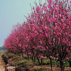 Giống cây Đào Bích uy tín, giá rẻ