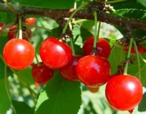 Chuyên cung cấp cây giống cherry anh đào, giống cherry nhập khẩu, giống cherry