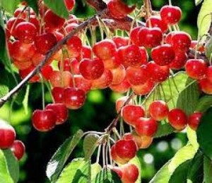 Chuyên cung cấp cây giống cherry anh đào, giống cherry nhập khẩu, giống cherry