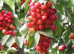 Chuyên cung cấp cây giống cherry anh đào, giống cherry nhập khẩu, giống cherry