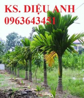 Bán cây giống, cây choai, cây trưởng thành các loại cau: cau lùn, cau tứ quý
