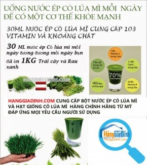 Chuyên phân phối sỉ lẻ hạt giống cỏ lúa mì uy tín chất lượng từ Mỹ