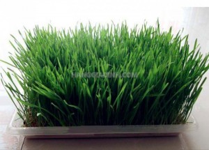 Chuyên phân phối sỉ lẻ hạt giống cỏ lúa mì uy tín chất lượng từ Mỹ