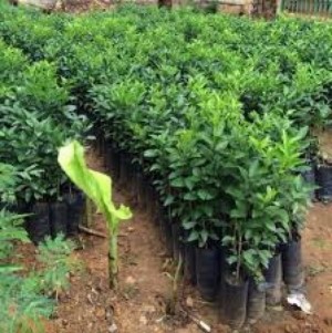Chuyên cung cấp giống cây bưởi lùn tứ xuyên,bưởi lùn tứ xuyên,bưởi lùn