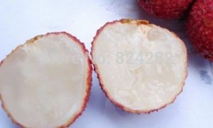 Chuyên cung cấp giống cây vải thiều không hạt,giống vải thiều mới