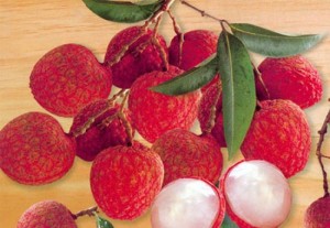 Chuyên cung cấp giống cây vải thiều không hạt,giống vải thiều mới