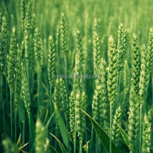 Bán buôn bán lẻ hạt giống cỏ lúa mì tại Hà Nội, Sài Gòn