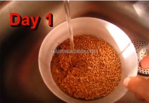 Cách trồng hạt giống cỏ lúa mì đơn giản nhất