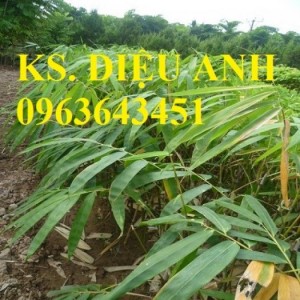 Bán cây giống các loại: cau tứ quý, macca, tre bát độ, sấu, sake, chuẩn giống,