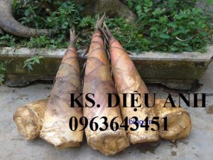 Bán cây giống các loại: cau tứ quý, macca, tre bát độ, sấu, sake, chuẩn giống,