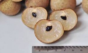 Cây nhãn không hạt, nhãn,nhãn không hạt, nhãn không hạt chuẩn giống
