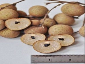 Cây nhãn không hạt, nhãn,nhãn không hạt, nhãn không hạt chuẩn giống
