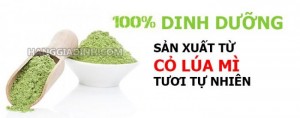 Bột nước ép cỏ lúa mì nhiều công dụng và dễ dùng