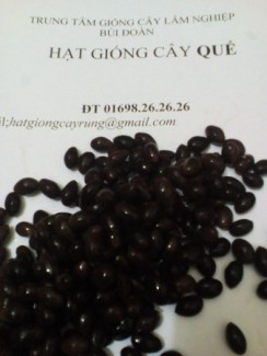Hạt giống cây quế
