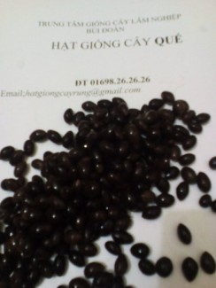 Hạt giống cây quế